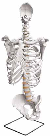 Skeleton of Human Trunk